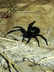 Steatoda paykulliana