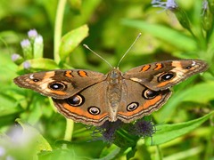 Junonia