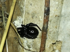 Steatoda paykulliana