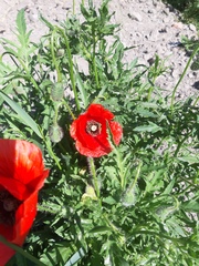 Papaver rhoeas