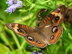 Junonia