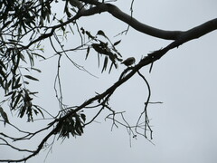 Daphoenositta chrysoptera