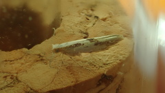 Argyresthia bonnetella
