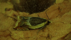 Ancylis badiana