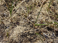 Carex arenaria