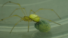 Enoplognatha ovata