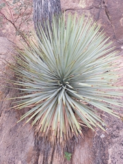 Yucca rostrata