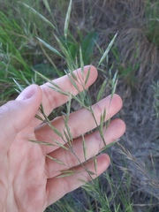 Bromus erectus