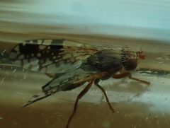 Tephritis neesii
