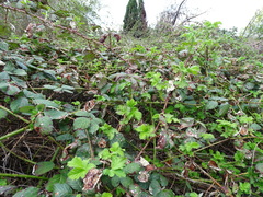 Rubus armeniacus