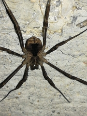 Lacinius horridus