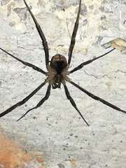 Lacinius horridus
