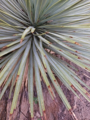 Yucca rostrata