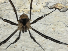 Lacinius horridus