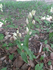 Cephalanthera damasonium