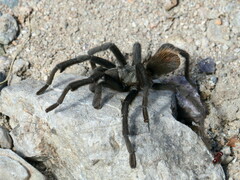 Aphonopelma madera