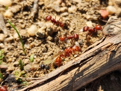 Pogonomyrmex occidentalis