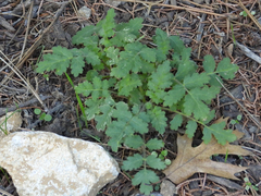 Phacelia ramosissima