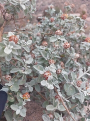Buddleja marrubiifolia