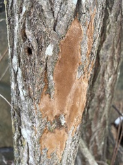 Fomitiporia punctata