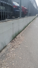 Equisetum ramosissimum