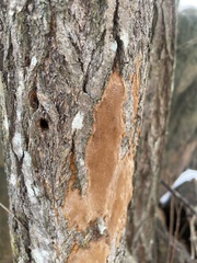 Fomitiporia punctata