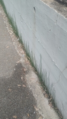 Equisetum ramosissimum