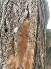 Fomitiporia punctata