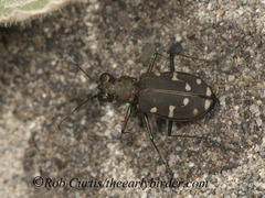 Cicindela oregona oregona