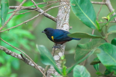 Euphonia pectoralis