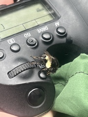 Bombus ephippiatus