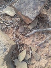 Tropiocolotes algericus