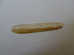 Ensis