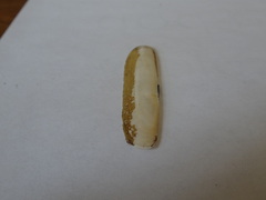 Ensis