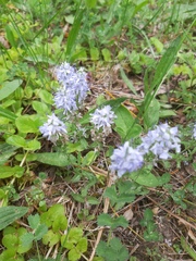 Veronica prostrata