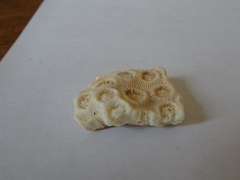 Montastraea cavernosa