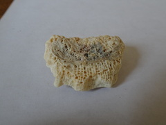 Montastraea cavernosa