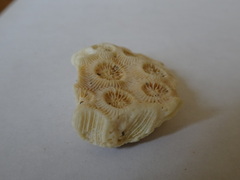 Montastraea cavernosa