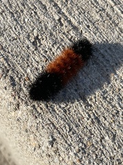 Pyrrharctia isabella