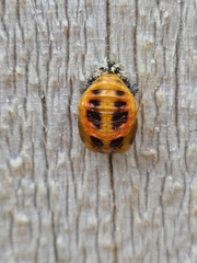 Harmonia axyridis