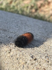 Pyrrharctia isabella