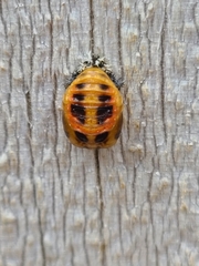 Harmonia axyridis