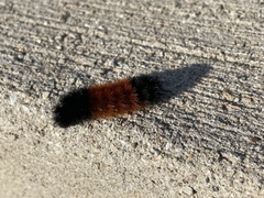 Pyrrharctia isabella