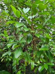 Prunus caroliniana