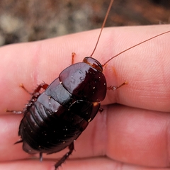 Eurycotis floridana