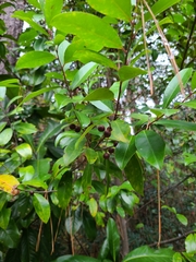 Prunus caroliniana