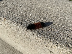 Pyrrharctia isabella