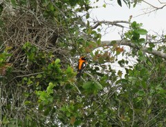Icterus croconotus