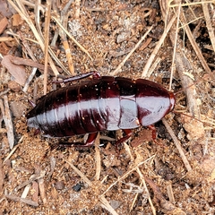 Eurycotis floridana
