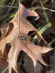 Apis mellifera